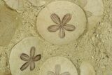 Spectacular Fossil Sand Dollar (Scutella) Cluster #280203-3